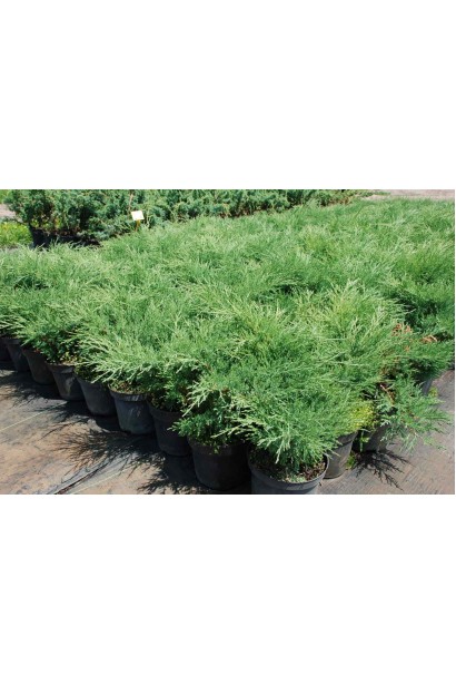 Ялівець козацький Блю Донау - 3л/вис.20-25см/Ø30-40см